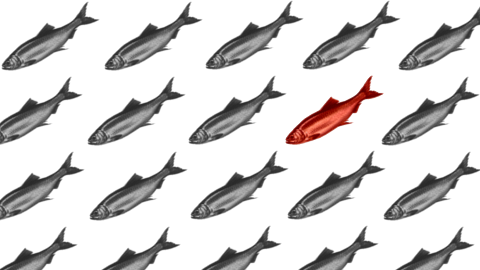 Marketing Research, Red Herrings and Data Quality Control